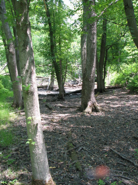 Buttressed tree trunks. Buttressed tree trunks. Credit: Betsy Leppo